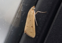 Achyra nudalis