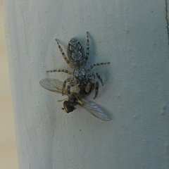 Platycryptus undatus