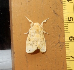 Artaxa guttata