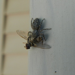 Platycryptus undatus