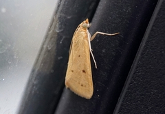 Achyra nudalis