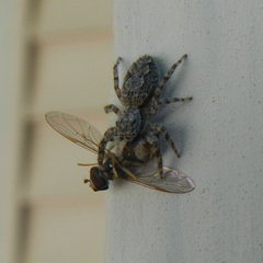 Platycryptus undatus