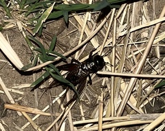 Gryllus pennsylvanicus