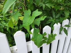 Calystegia sepium