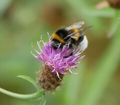 Bombus terrestris
