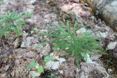 Dendrolycopodium