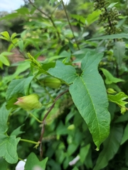 Calystegia sepium