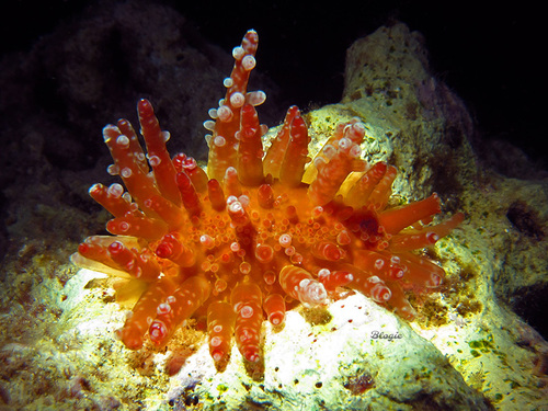 grape cowrie