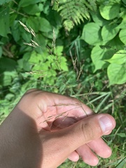 Agrostis gigantea