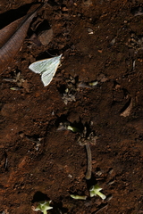 Podostemoideae