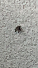 Clogmia albipunctata