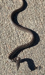 Coluber constrictor flaviventris