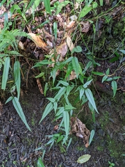 Jasminum