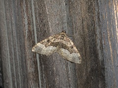 Euphyia intermediata