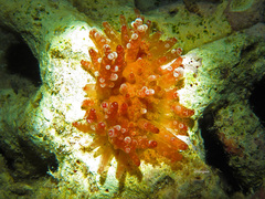 Staphylaea staphylaea