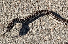 Coluber constrictor flaviventris