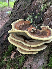 Phaeolus