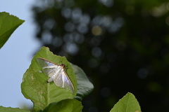 Palpita vitrealis