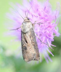 Agrotis segetum