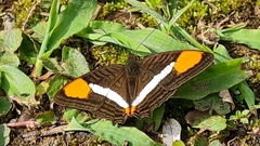 Adelpha