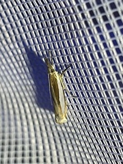 Crambus