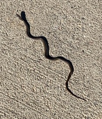 Coluber constrictor flaviventris