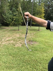 Coluber constrictor anthicus