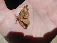Lymantria dispar