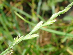 Lolium perenne