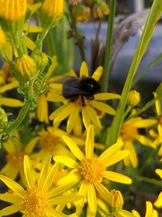 Bombus lapidarius
