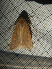 Mythimna unipuncta