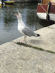 Larus argentatus