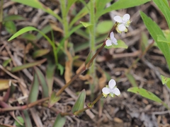 Murdannia loriformis
