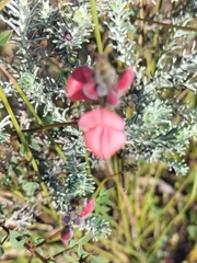 Indigofera heterophylla