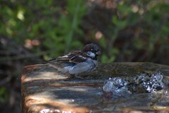 Passer domesticus
