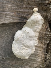 Reticularia lycoperdon