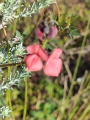 Indigofera heterophylla