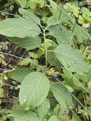 Euonymus atropurpureus
