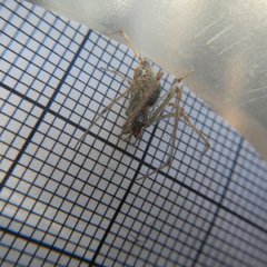 Tetragnathidae