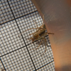 Tetragnathidae