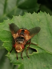 Tachina fera