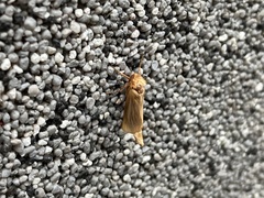 Triodia sylvina