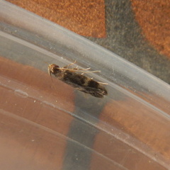 Oegoconia novimundi