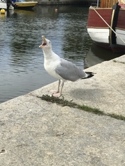Larus argentatus