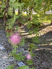 Calliandra
