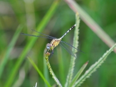 Diplacodes trivialis