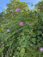 Calliandra