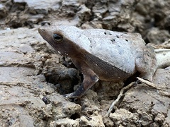 Rhinella scitula