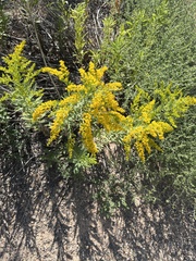 Solidago