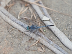 Diplacodes trivialis